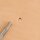 U855 Stempel Hufabdruck